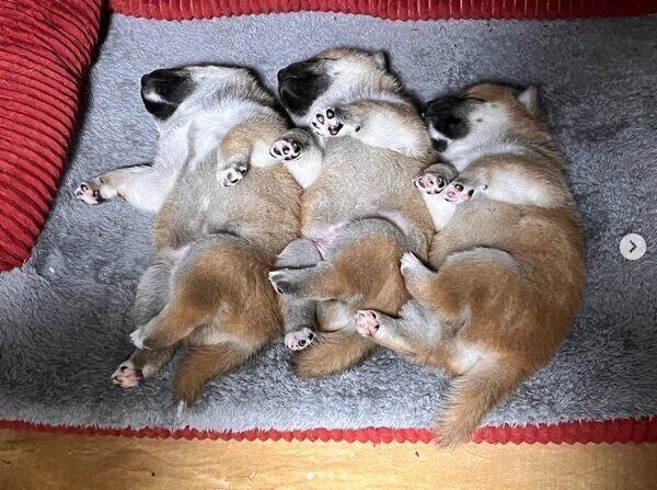 気持ちよさそうに眠る子犬たち