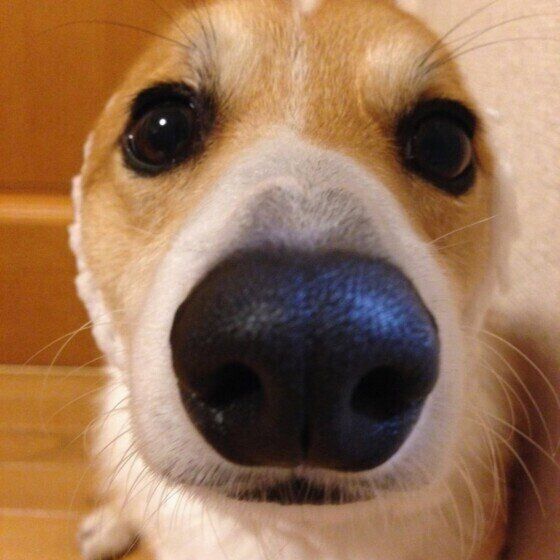 耳を隠すウェルシュ・コーギー・ペンブローク