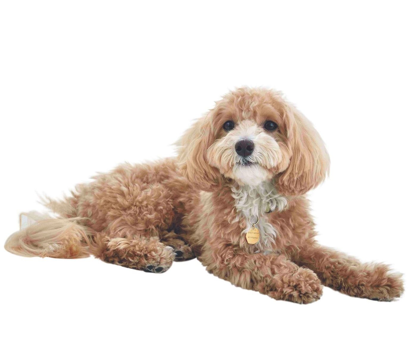 愛犬が心地いいドッグハウスとは ハウスづくりの3カ条 いぬのきもちweb Magazine 愛犬が心地いいドッグハウスとは ハウスづくりの3カ条 いぬのきもちweb Magazine