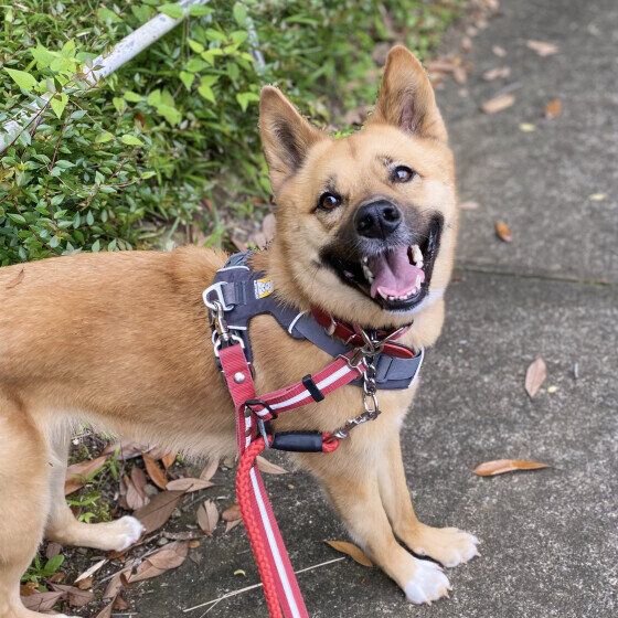 笑顔の茶豆ちゃん