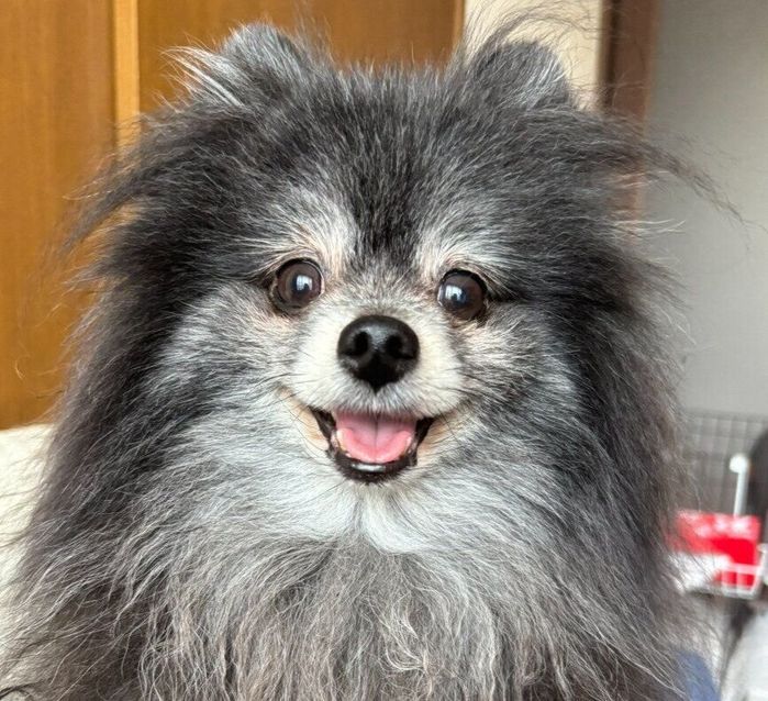 眼差しで飼い主をメロメロにするポメラニアン