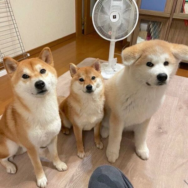 ててくん、ももちゃん、らいちゃん