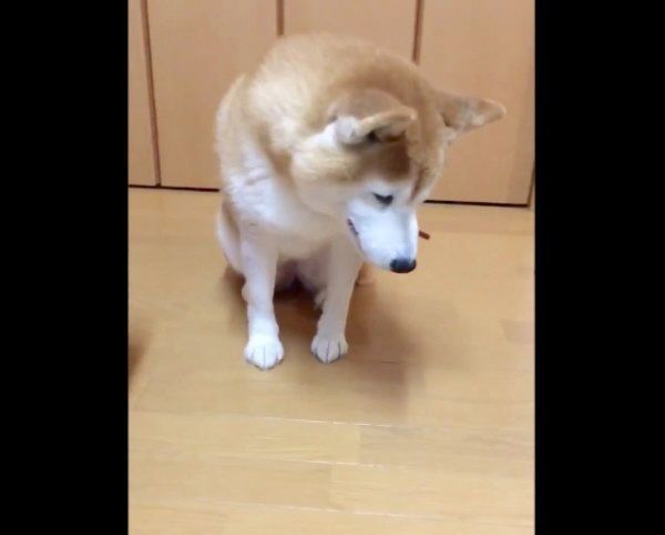 ジャーキーをくわえる柴犬・ロペさん