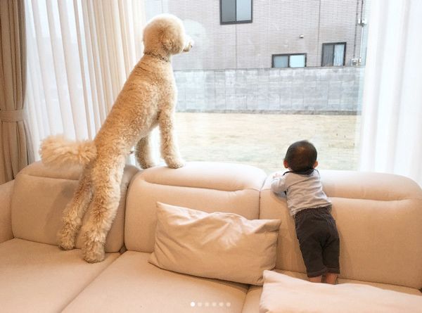 弟の成長を見守るスタンダード・プードル