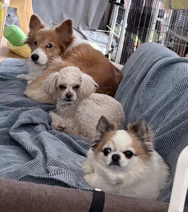犬（写真真ん中）、コーギー（写真上）、チワワ（写真下）