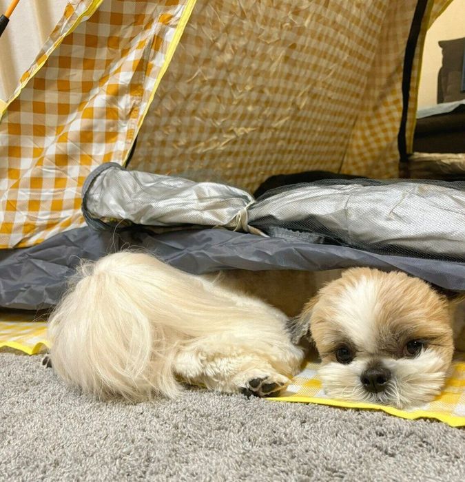 イタズラしているときのてんまるくん