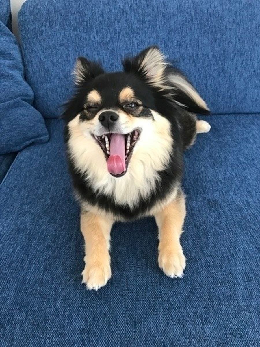 犬が あくび をする本当の理由 眠いからだけじゃないって知ってた いぬのきもちweb Magazine 犬が あくび をする本当の理由 眠いからだけじゃないって知ってた いぬのきもちweb Magazine
