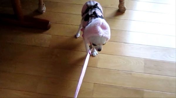 お散歩を嫌がるチワワ