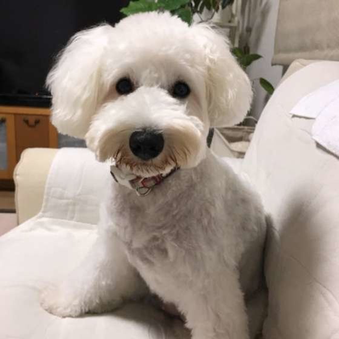 獣医師監修 犬が急死しやすい7つの病気は いぬのきもちweb Magazine 獣医師監修 犬が急死しやすい7つの病気は いぬのきもちweb Magazine