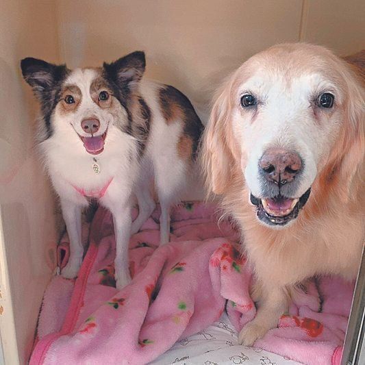 よつばちゃん（左／推定６才）は超ビビリでしたが、当時猪野さんの相棒で看板犬だったバニーちゃんには心を開いたそう