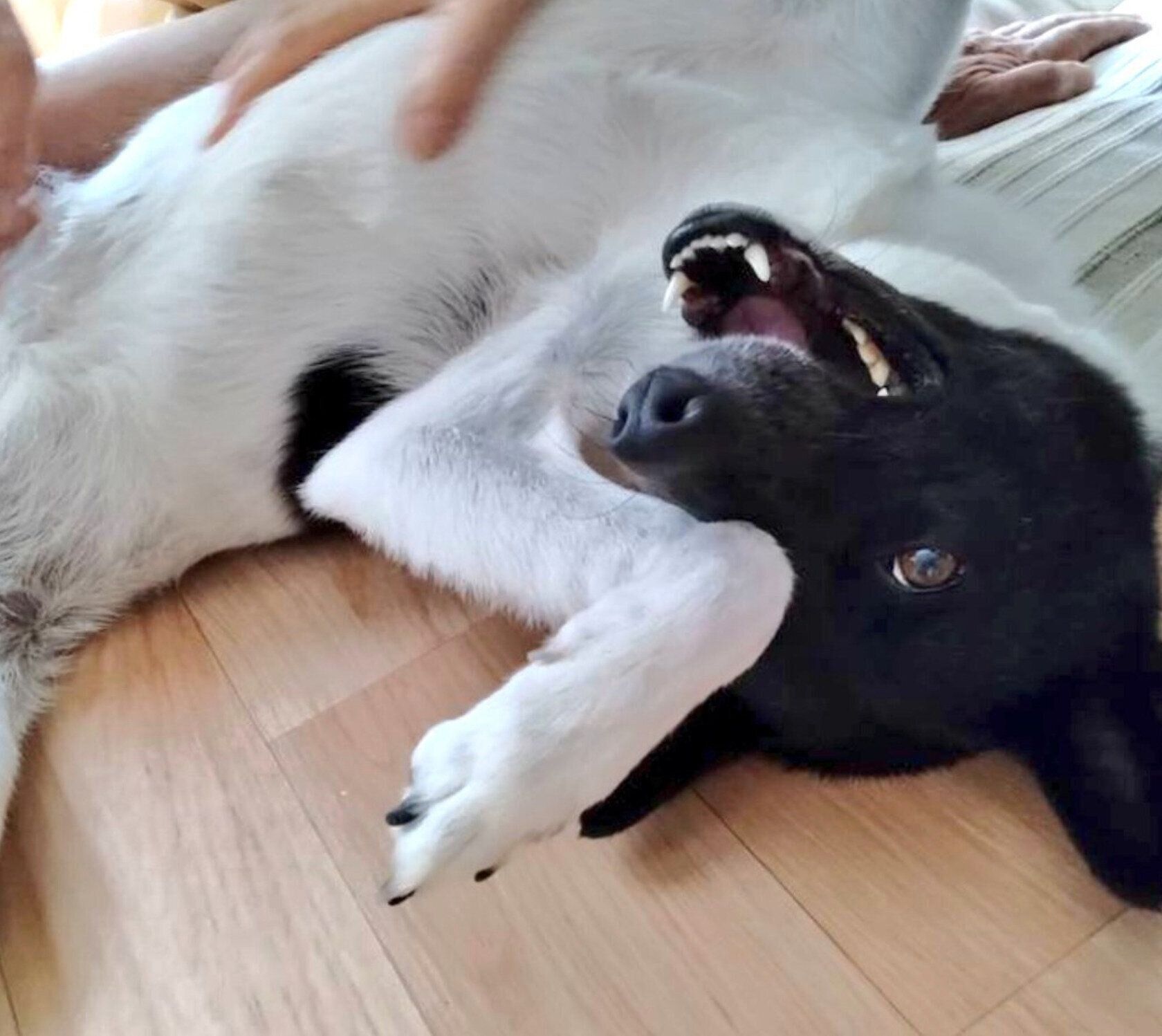 嬉しそうな麦ちゃん