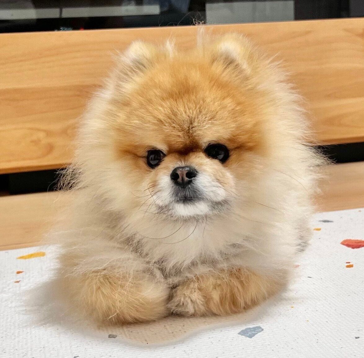 まったりする秋田くん