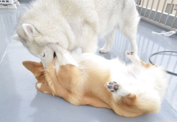 じゃれ合うキャリーちゃんとムギちゃん