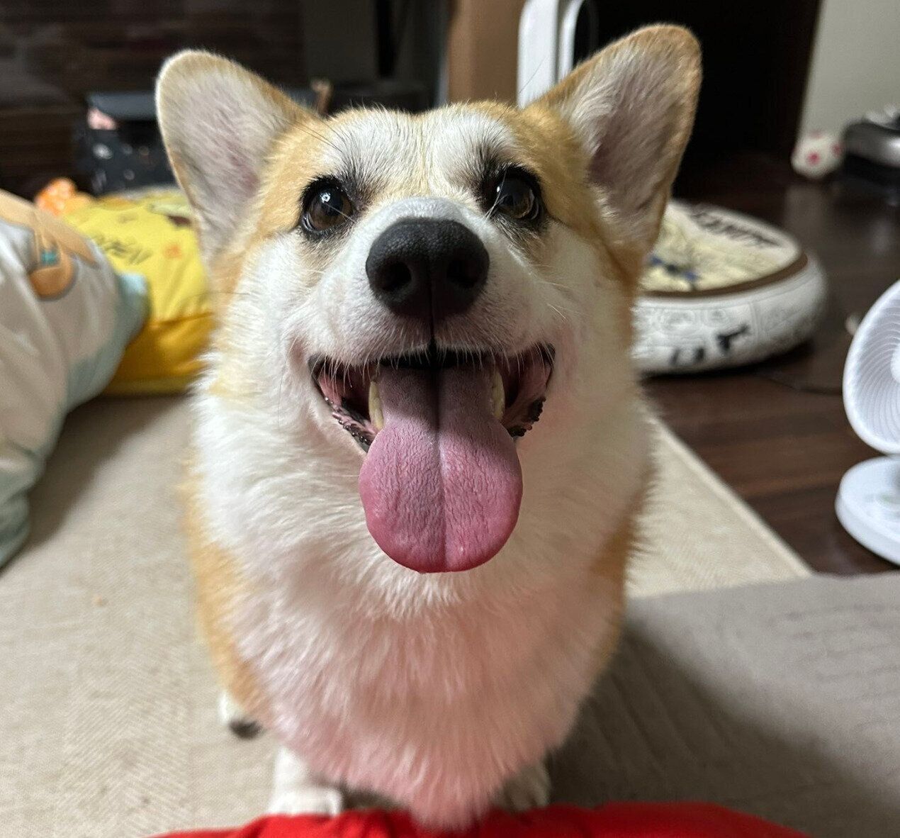 笑顔のLunaちゃん