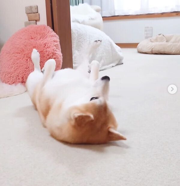 伸びをするチャーミーちゃん