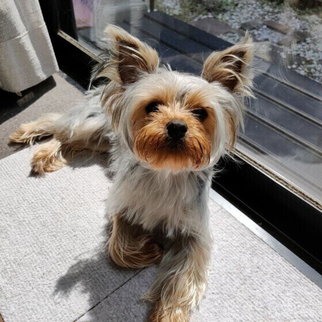 犬に話しかけるメリットは 日頃から話しかけてあげるのがいいワケを獣医師が解説 いぬのきもちweb Magazine 犬に話しかけるメリットは 日頃から話しかけてあげるのがいいワケを獣医師が解説 いぬのきもちweb Magazine