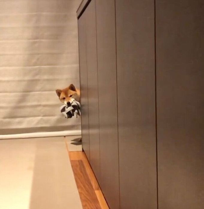 「追いかけっこしたいよ~」と覗き込むまるちゃん