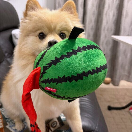 犬が家の中を急に走り回る理由と対処法 室内を猛ダッシュで走る・暴れ出すときの対応は？ ポメラニアン いぬのきもち