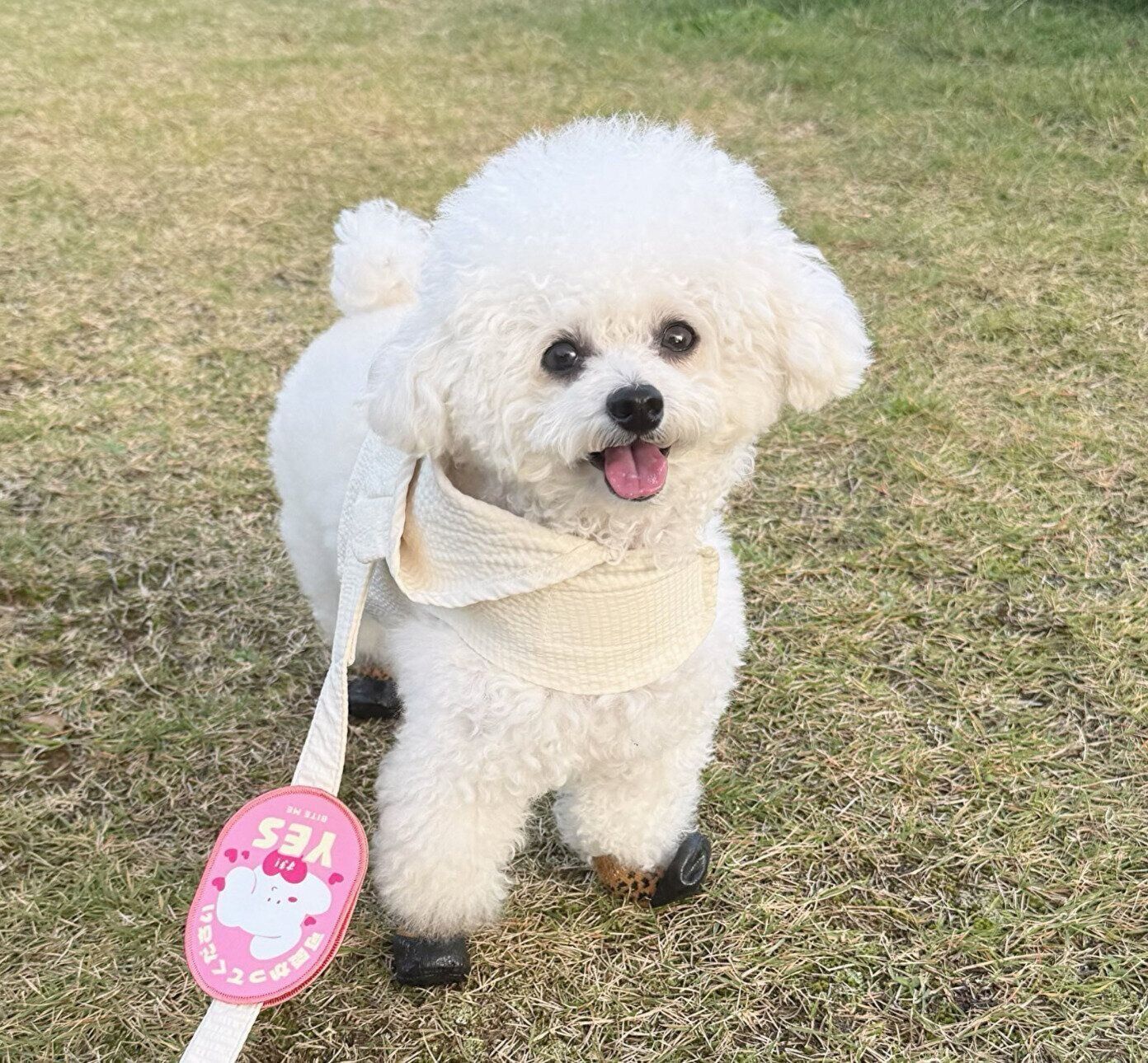 散歩中のニコニコ顔が可愛い獅子丸くん