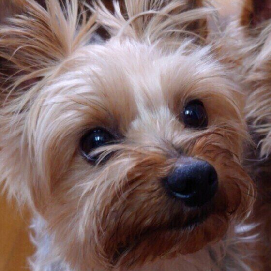 ヨークシャー・テリアのたくくん