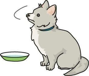 犬がゴハンを食べ残す 食べるのが遅くなった それって 病気のサインかも いぬのきもちweb Magazine