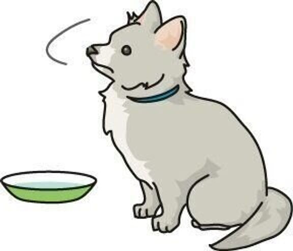 犬がゴハンを食べ残す 食べるのが遅くなった それって 病気のサインかも いぬのきもちweb Magazine 犬がゴハンを食べ残す 食べるのが遅くなった それって 病気のサインかも いぬのきもちweb Magazine