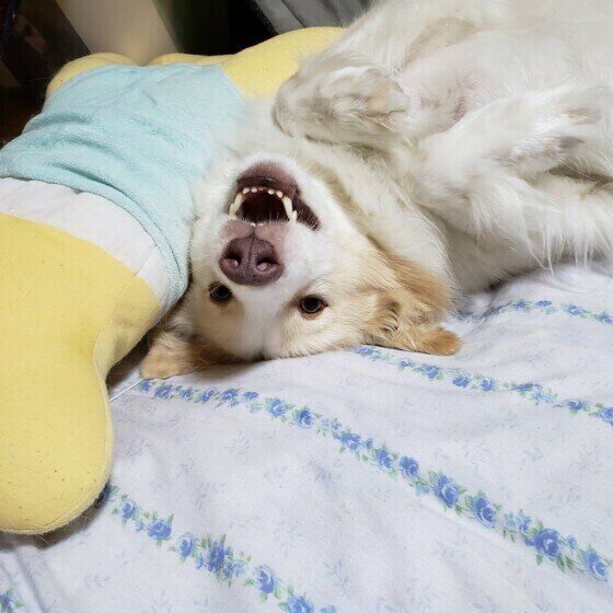 MIXのバニラちゃん