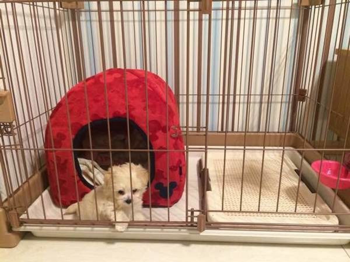 愛犬をノビノビ自由に留守番させてない 正しい留守番スタイルはコレ いぬのきもちweb Magazine 愛犬をノビノビ自由に留守番させてない 正しい留守番スタイルはコレ いぬのきもちweb Magazine