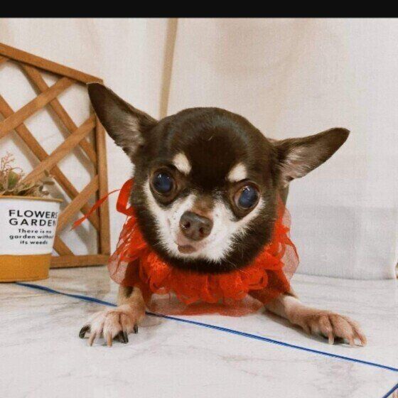 オス犬とメス犬の違い 顔立ちや性格は 獣医師監修 いぬのきもちweb Magazine