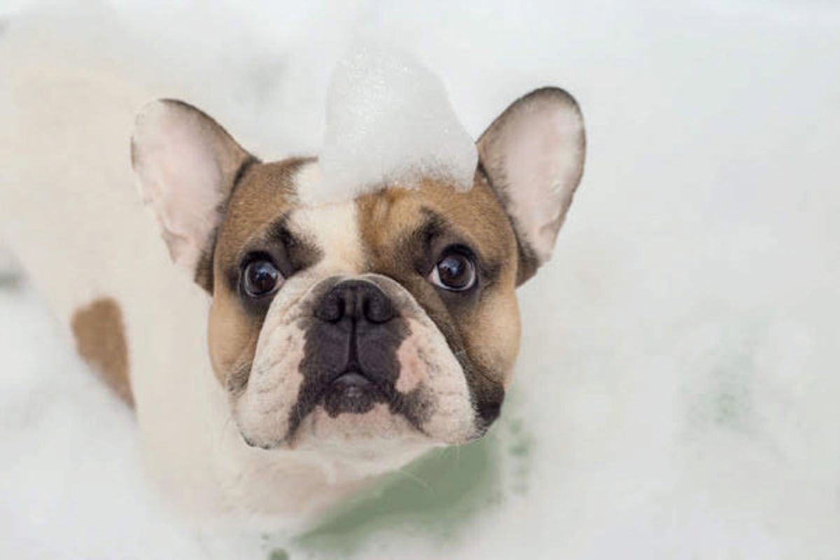 怒りやすい犬 の性格は改善できる 飼い主さんが実践したい3つの工夫 いぬのきもちweb Magazine 怒りやすい犬 の性格は改善できる 飼い主さんが実践したい3つの工夫 いぬのきもちweb Magazine