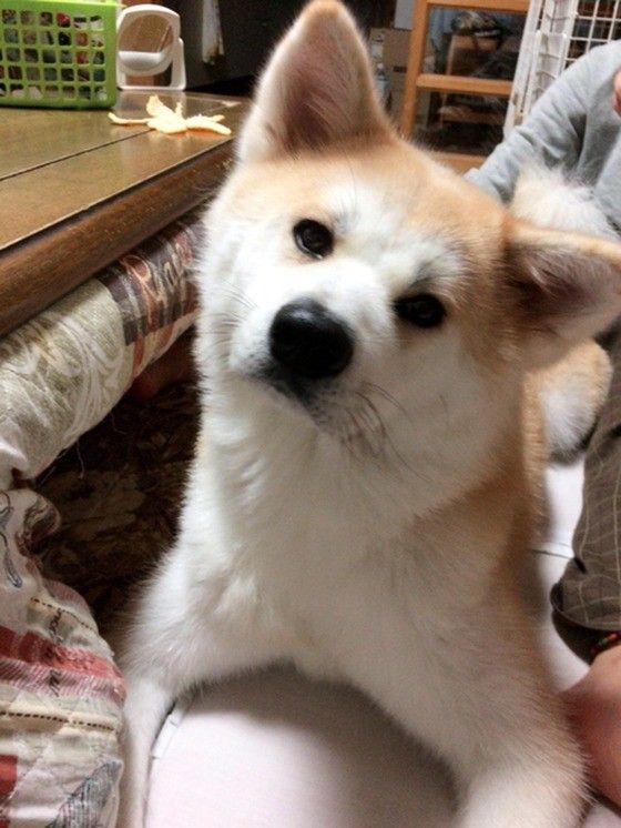 秋田犬のひなちゃん