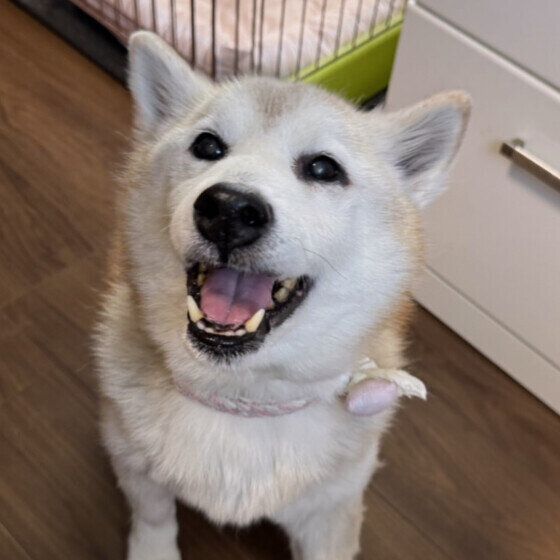 笑顔の柴犬