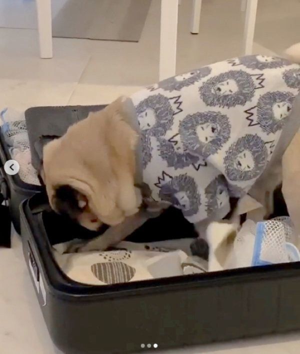 スーツケースをホリホリするパグ