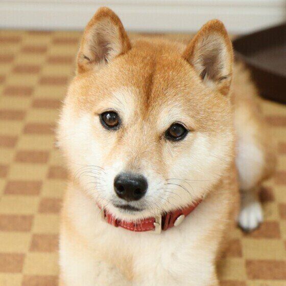 犬にとって 一緒にいたい飼い主 ってどんな人 獣医師のアドバイスは いぬのきもちweb Magazine