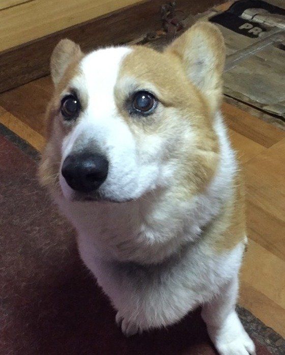 ウェルシュ・コーギー・カーディガンのラッキーちゃん