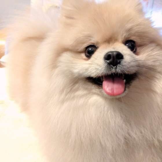 笑顔のポメラニアン
