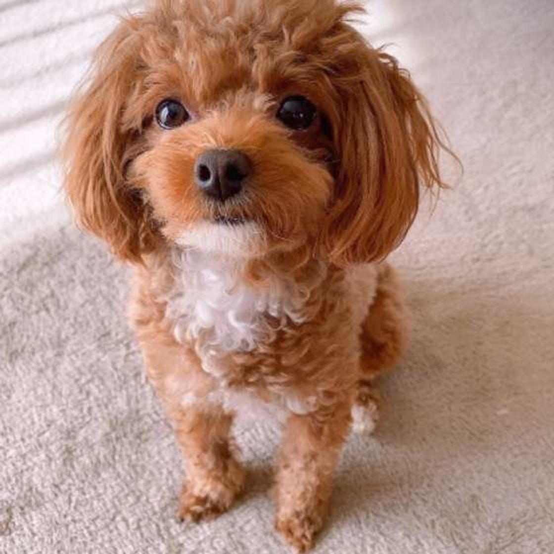 専門家監修 犬用クレートの選び方 ケージとの違いや21年最新おすすめ商品も いぬのきもちweb Magazine 専門家監修 犬用クレートの選び方 ケージとの違いや21年最新おすすめ商品も いぬのきもちweb Magazine