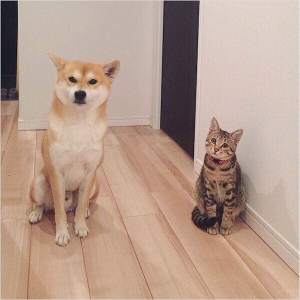 お座りするHaluくんとMugiくん