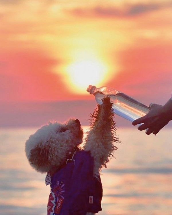 水を立ち飲みするトイ・プードル