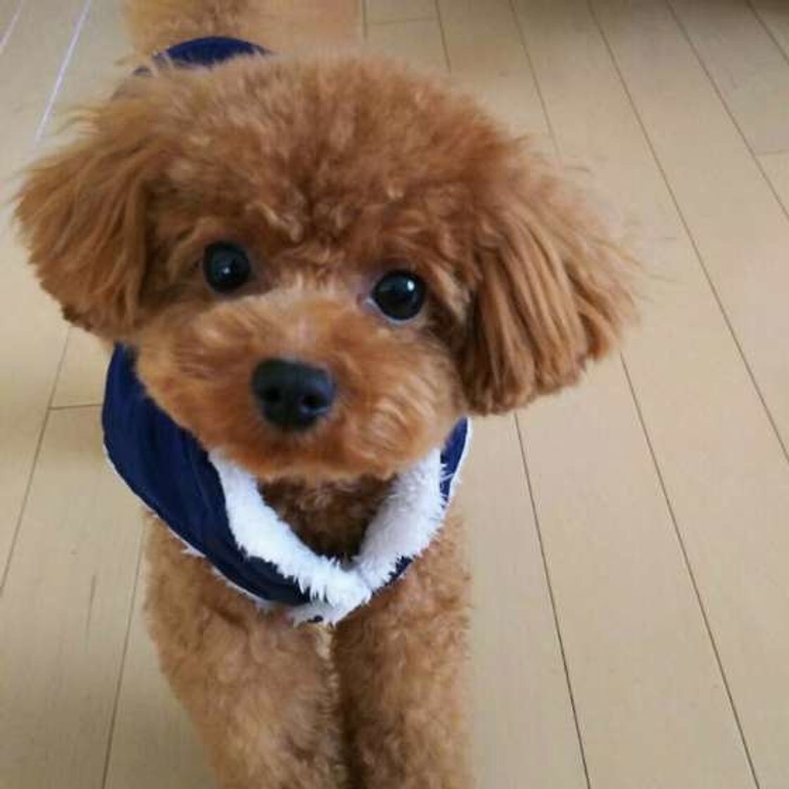 狙いはココ 愛犬のためノミ ダニ退治で掃除したほうがいい場所 いぬのきもちweb Magazine 狙いはココ 愛犬のためノミ ダニ退治で掃除したほうがいい場所 いぬのきもちweb Magazine