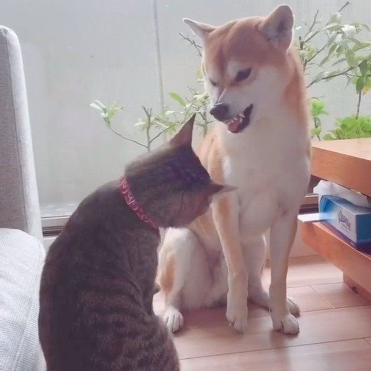 僕だって怒るワン はじめて猫に怒ったときの柴犬の表情に反響 いぬのきもちweb Magazine 僕だって怒るワン はじめて猫に怒ったときの柴犬の表情に反響 いぬのきもちweb Magazine