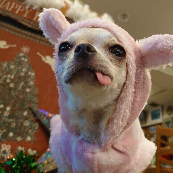 チワワのNANAちゃん