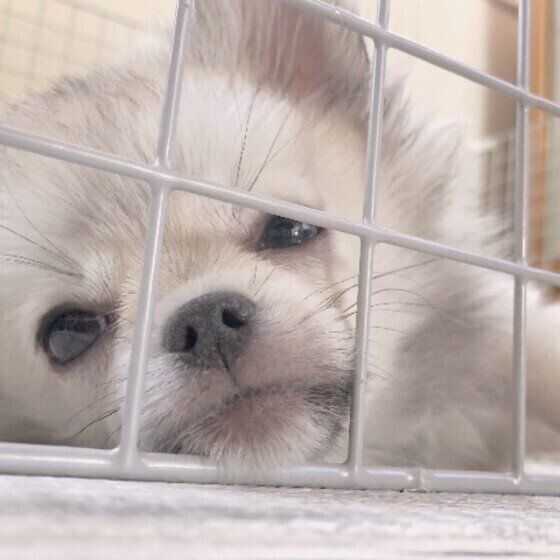 ケージの隙間に顔を入れる犬