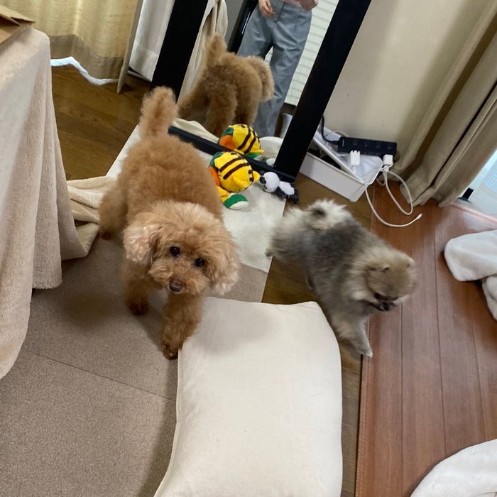 先輩犬に遊んでもらうあもくん