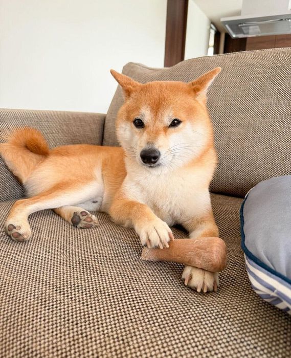 木のおもちゃを大事にするころたくん