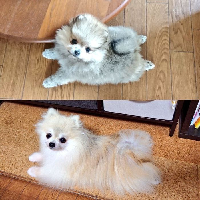 こまちちゃんのビフォーアフター写真