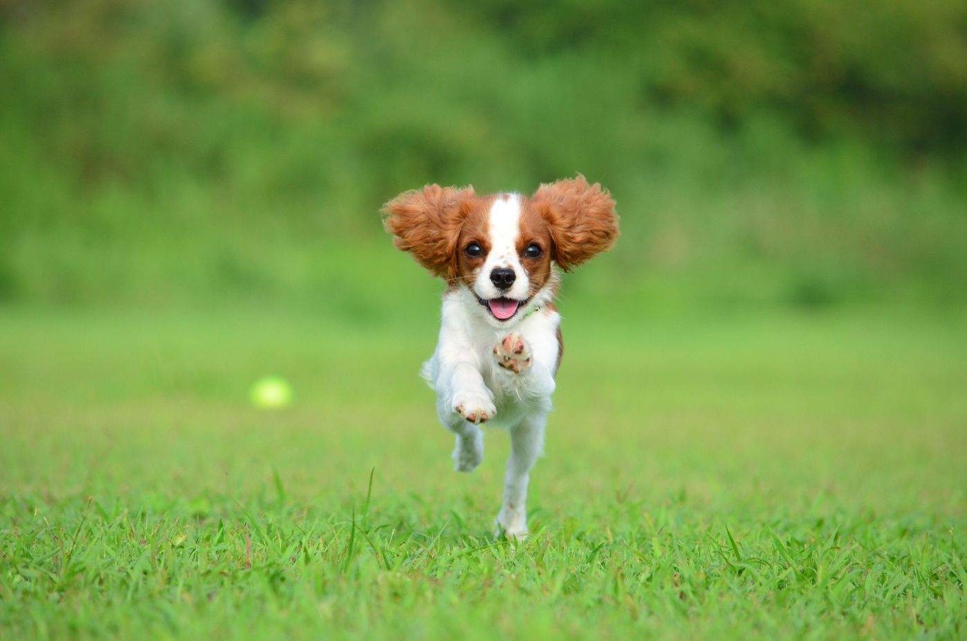 Pr 抽選でお試しプレゼント中 愛犬のお悩みも増える暑い季節 元気を続けるためのサプリメントをご紹介 いぬのきもちweb Magazine Pr 抽選でお試しプレゼント中 愛犬のお悩みも増える暑い季節 元気を続けるためのサプリメントをご紹介 いぬのきもちweb Magazine