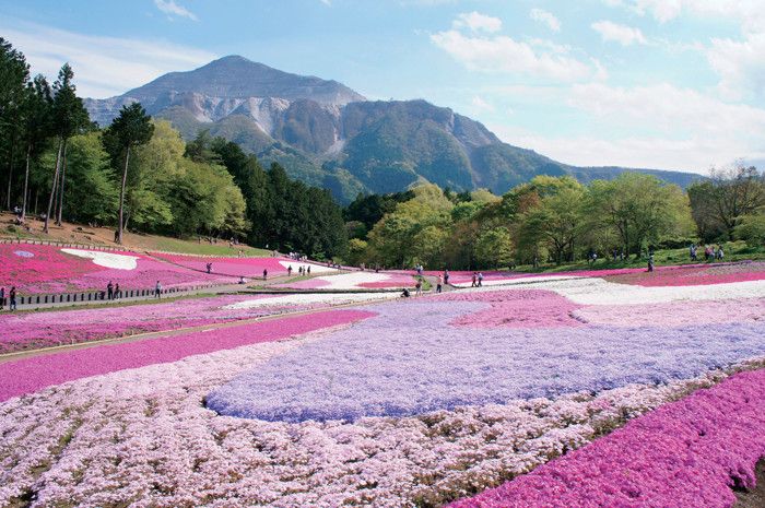 埼玉　芝桜の丘　羊山公園