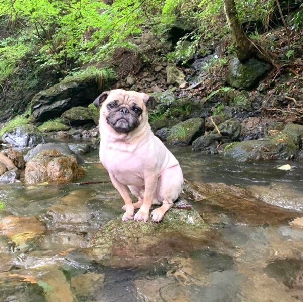 川遊びをするパグ