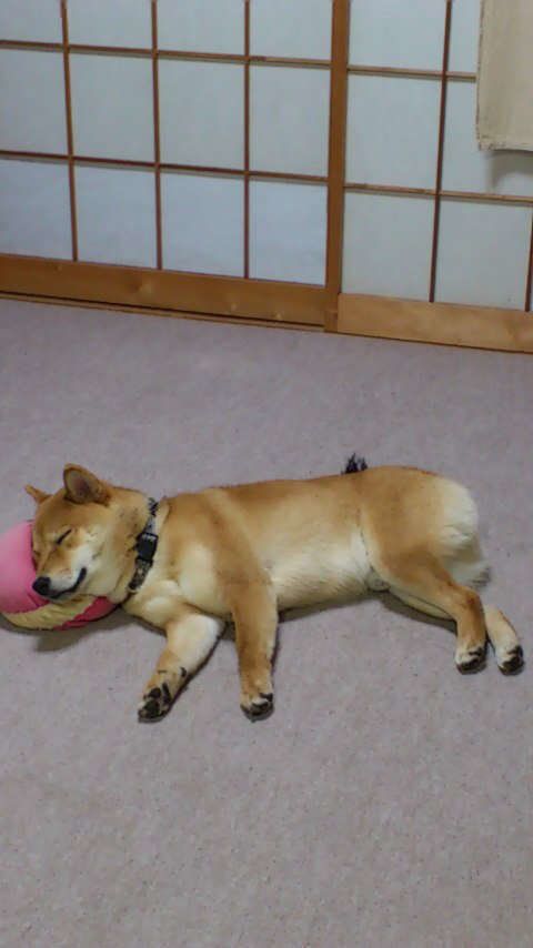 まめすけちゃん